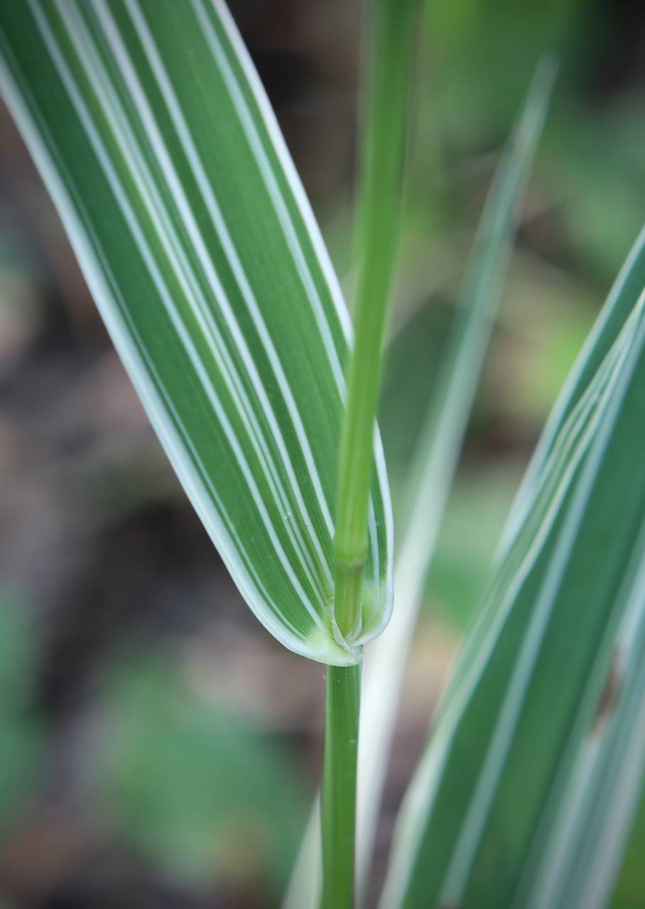 Photo of Variegated Ribbon Grass